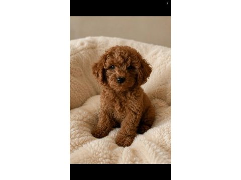 4 aylık 1500 gr safkan toy poodle