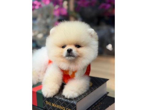 Ayı surat pomeranian bebekler