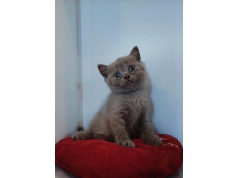 Sevimli british shorthair yavrularımız yeni yuvasını arıyor