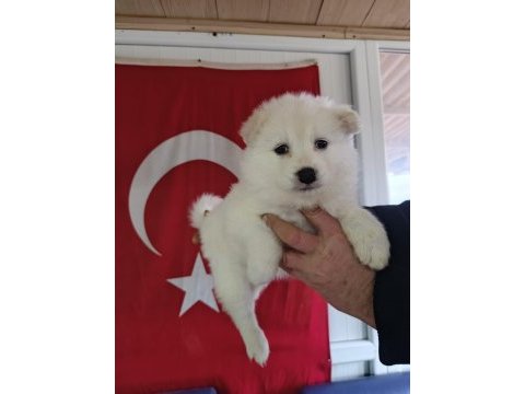 Samoyed yavrularımız