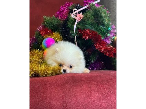 Mini boy pomeranian boo