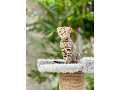 Scottish fold yavrularımız