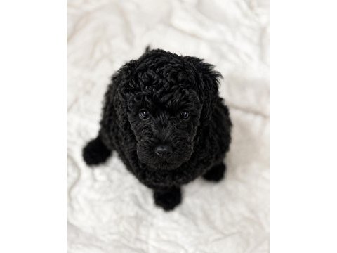 Nadir renk siyah poodle