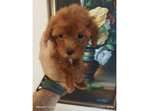 Red brown üst kalite toy poodle korekan yavrular