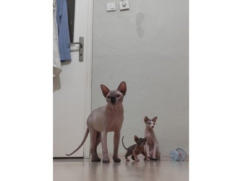 Sphynx home old eyesler
