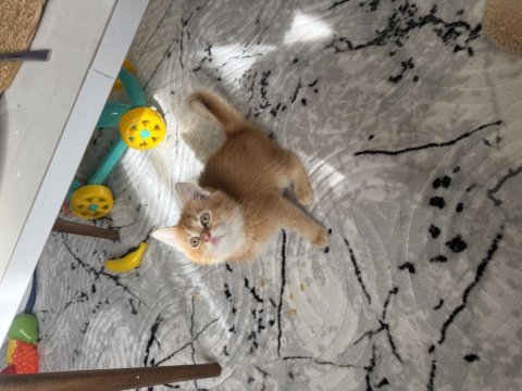 Gold yavru british shorthair