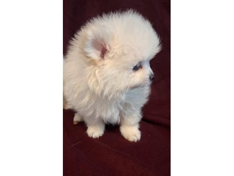 Yeni evlerine gitmeye hazır köpekler
