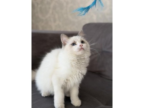 4.5 aylık şecereli show kalite ragdoll yavrusu