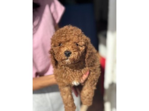 Mini boy toy poodle kızımız