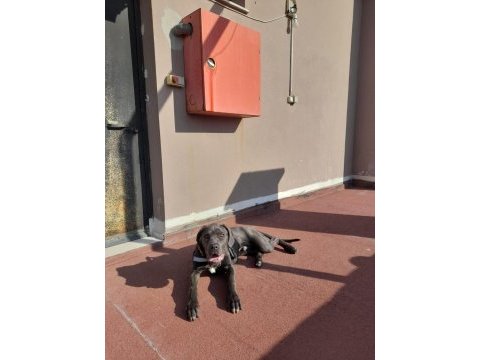 Cane corso blue 7 aylık erkek yavru