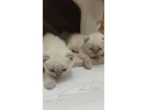 British shorthair blue point