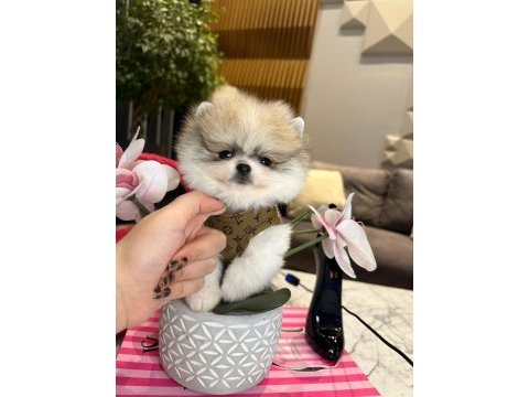Yakışıklı pomeranian oğlum boss