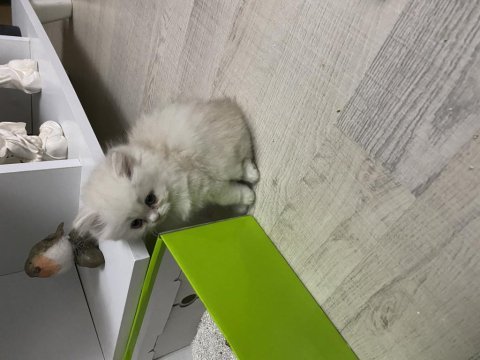 Kedilerimiz yeni yuvalarına gitmeye hazır