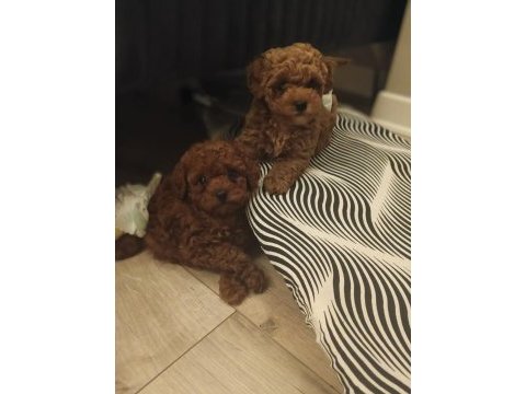 Oyuncak surat poodle yavrular