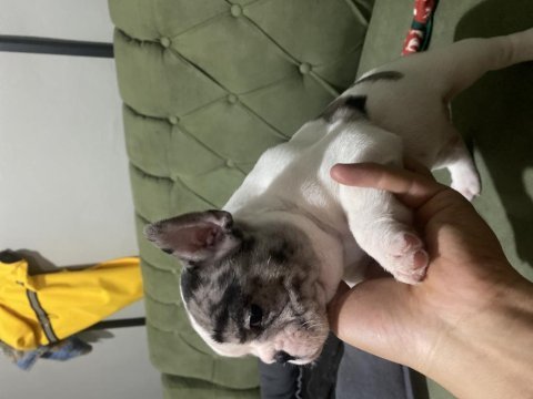 İzmir kaliteli french bulldog yavrularım