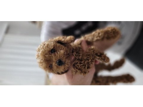 Toy poodle 2 aylık