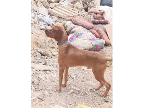 Pointer yavrular ve yetişkin pointer