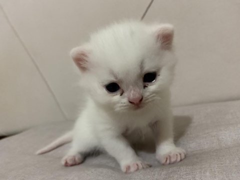 Son 2 yavru british shorthair