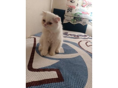 Safkan chinchilla ve british shorthair yavruları