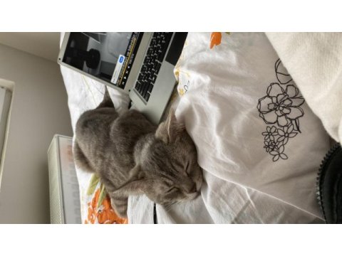 6 aylık dişi british shorthair