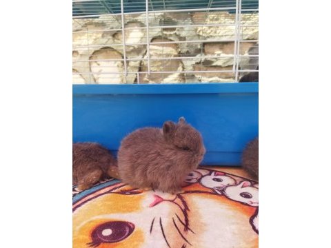 Orjinal cüce yavru tavşanlar