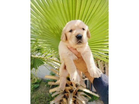 Golden retriever yavruları