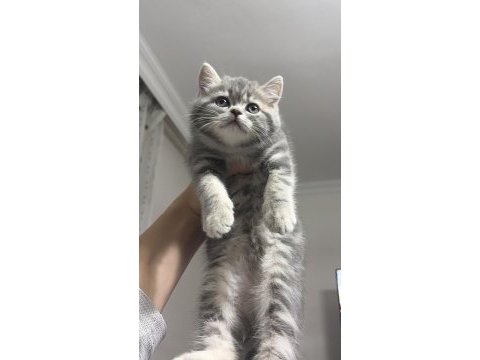 Güzeller güzelimiz kedimiz