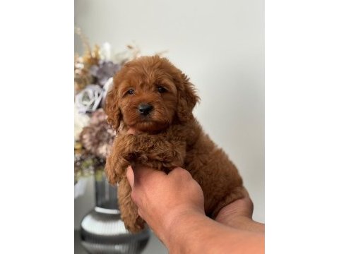Orijinal toy poodle
