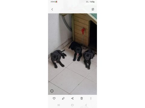 Parlak ve asıl renk siyah cane corso