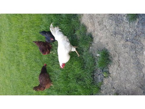 Mavili horoz ve tavuk