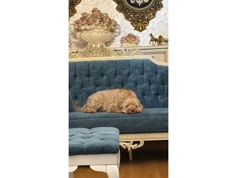 Maltipoo viski