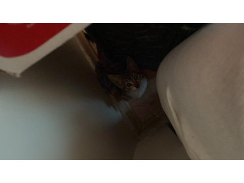 Depremde buldum çok korkuyor eve getirdim ama durumum yok