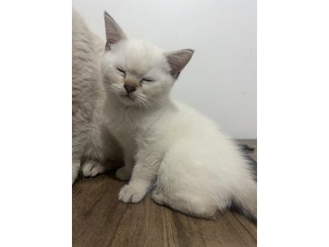 British lynx point erkek kedim