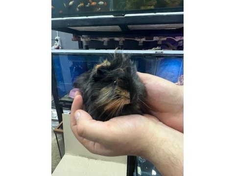 Guinea pig yavrularımız adrese teslim