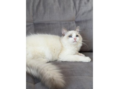 4.5 aylık şecereli show kalite ragdoll yavrusu