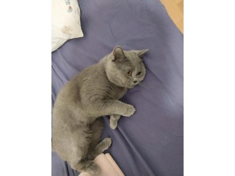 Erkek british shorthair kısırlaştırılmadı 1 yaşında