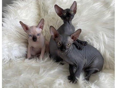Sphynx sfenks tüysüz dişi erkek yavruları