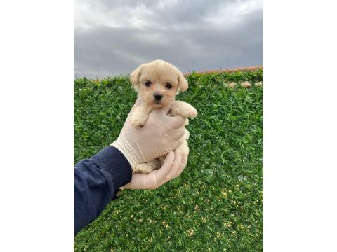 Sağlık garantili maltipoo yavrular