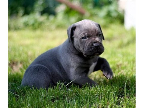 Blue cane corso yavruları