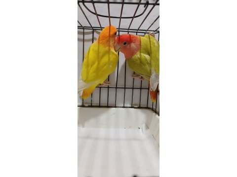 Yavru garantili hazır takım sevda papağanı opaline çift