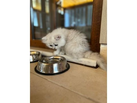 Çok tatlı, safkan british longhair erkek yavru