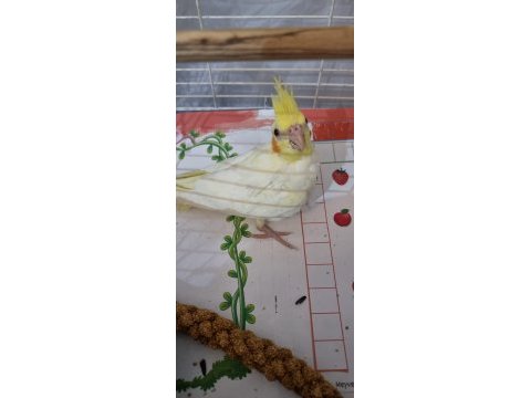 Sultan papağanı yavru tam eğitmelik