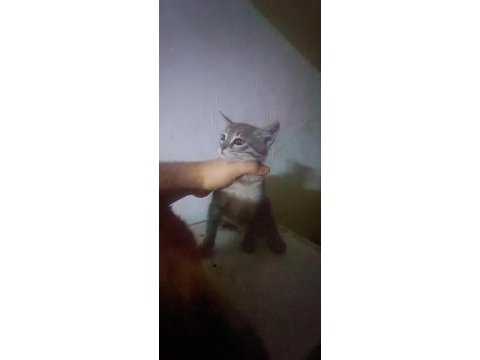 Sokak kedisi ve 4 yavrusunu sahiplendirmek istiyorum