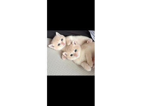 Golden british shorthair safkan