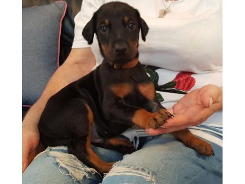 Doberman yavrularımız