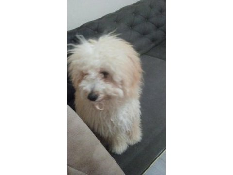 6 aylık maltipoo aşıları tam özel sebeplerden