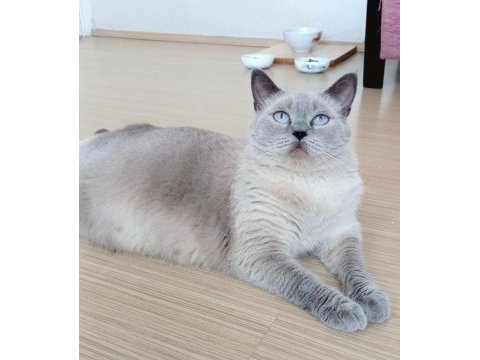 British shorthair dişi