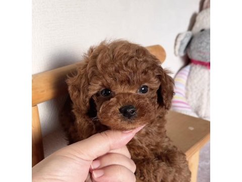 Kore kan toy poodle
