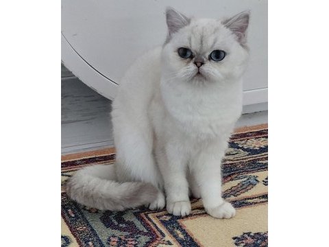 Champyon aileden yetişkin kediler