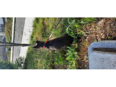 Köpeğime yuva arıyorum acil lütfen acil